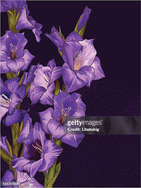 ilustraciones, imágenes clip art, dibujos animados e iconos de stock de lila gladiolo - gladiolus