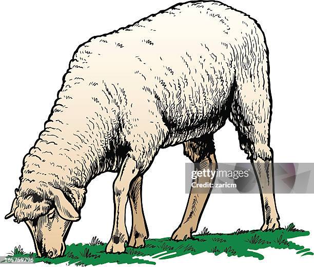 Sheep Front Vector 54 Sheep Grazing Vector High Res Illustrations - Getty Images