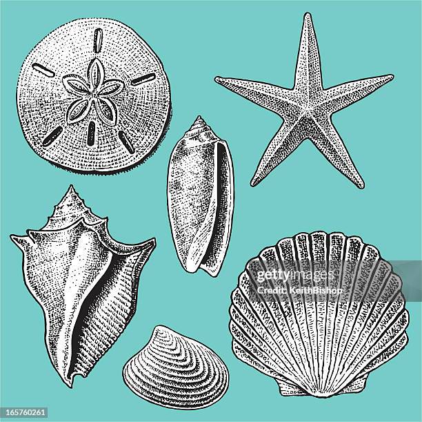 stockillustraties, clipart, cartoons en iconen met sea shell collection - starfish