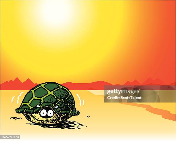Scared Turtle Photos and Premium High Res Pictures - Getty Images