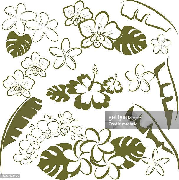 tropical flowers and leaves vector art in green and white - green orchid bouquet stock illustrations