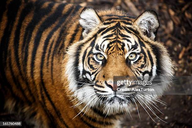 tiger portrait - tiger fotografías e imágenes de stock