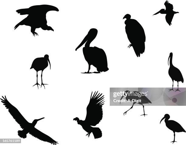 unique birds vector silhouette - california condor stock illustrations