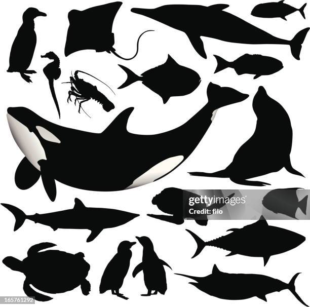 1 994点の亀 イラストのストックフォト Getty Images 1 994点の亀 イラストのストックフォト Getty Images