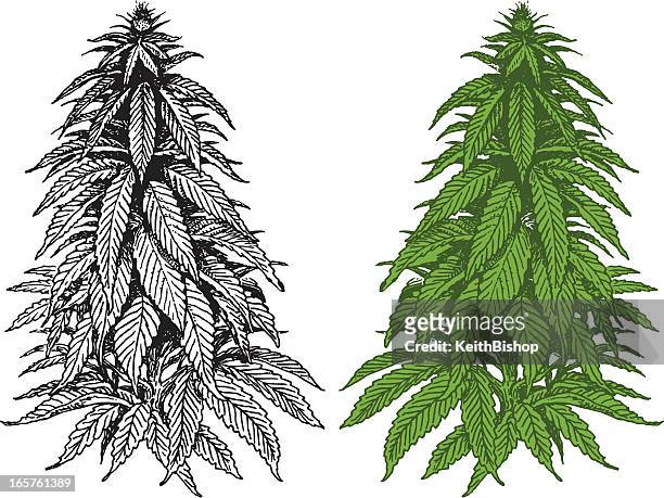 marijuana plant - cannabis medicinal stock illustrations