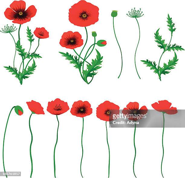 poppy - meadow flowers stock illustrations