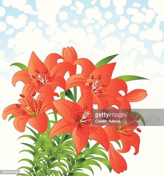 orange lily - easter lily stock-grafiken, -clipart, -cartoons und -symbole