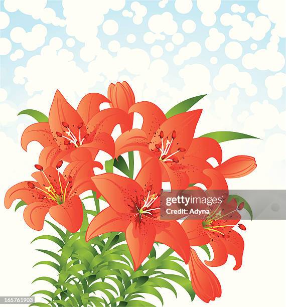 ilustraciones, imágenes clip art, dibujos animados e iconos de stock de orange lily - easter lily