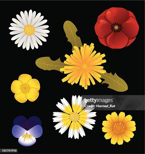 wildflowers - gerbera daisy stock illustrations