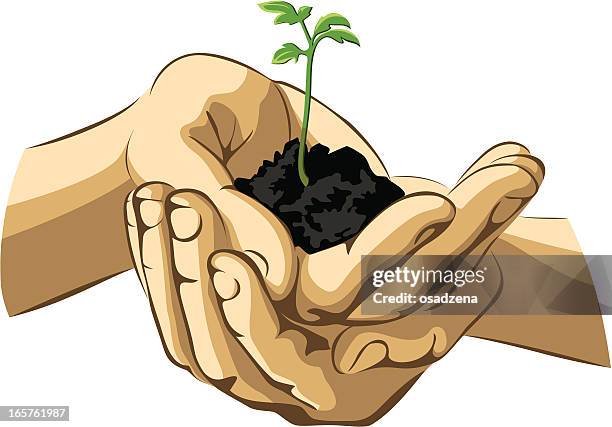 hands with sprout - pinnacle stock illustrations