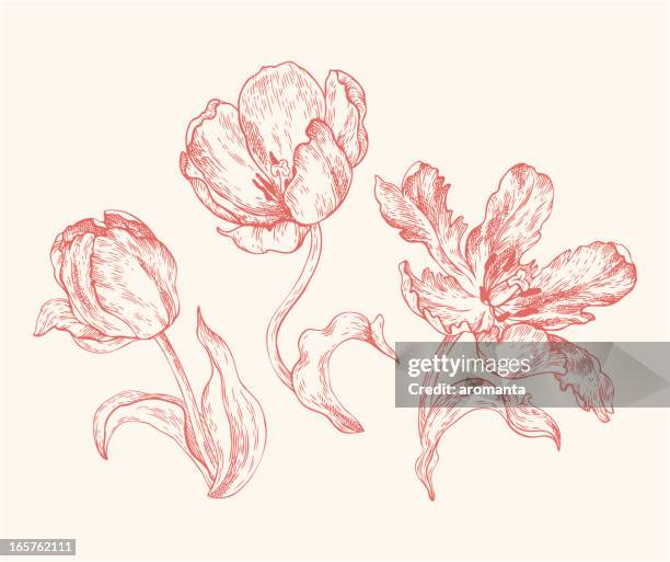 bildbanksillustrationer, clip art samt tecknat material och ikoner med engravings tulips - engraving