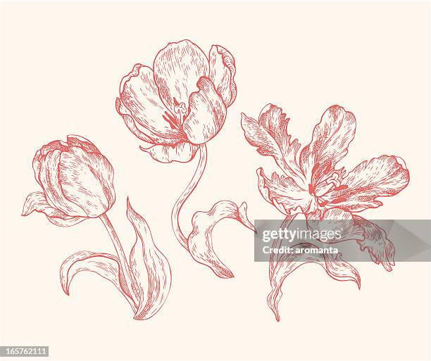 engravings tulips - flower outline stock illustrations