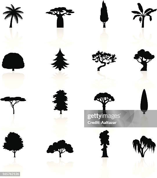 illustrazioni stock, clip art, cartoni animati e icone di tendenza di nero simboli-alberi - acacia tree