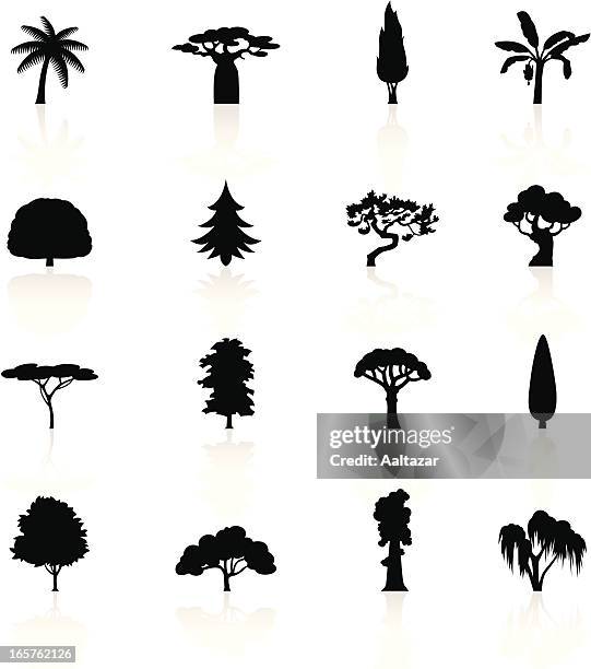 stockillustraties, clipart, cartoons en iconen met black symbols - trees - baobab