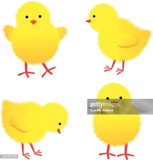 baby chicks - young bird stock illustrations