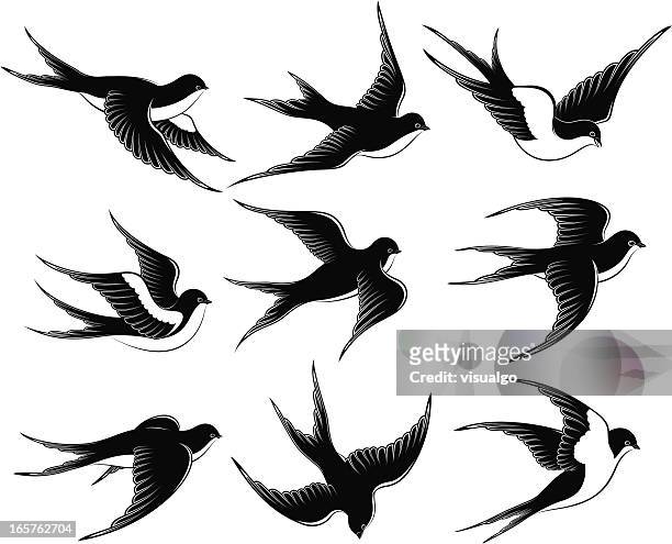 ilustrações, clipart, desenhos animados e ícones de andorinhas - swallow bird