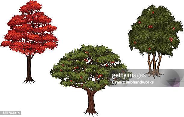 ilustraciones, imágenes clip art, dibujos animados e iconos de stock de conjunto de árbol - arce rojo