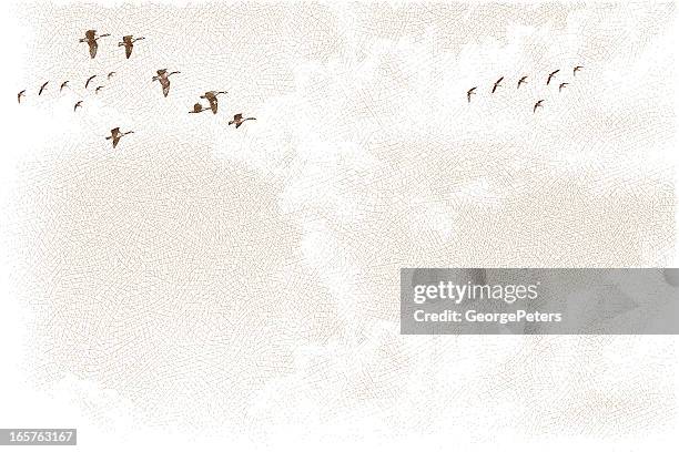 ilustraciones, imágenes clip art, dibujos animados e iconos de stock de canadá gansos volando y nubes - goose bird