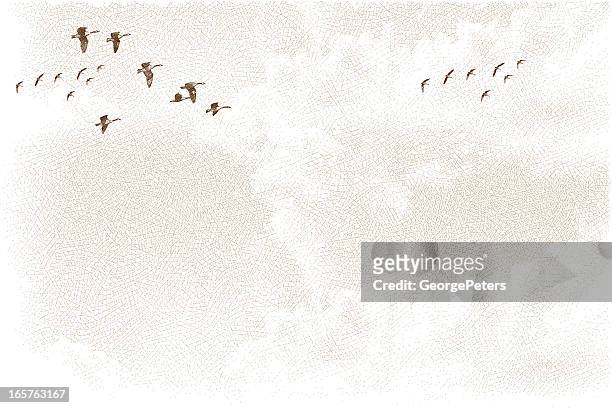 ilustrações de stock, clip art, desenhos animados e ícones de canadá gansos voar e paisagem com nuvens - ganso