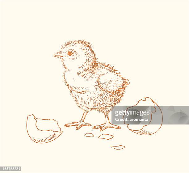 hand drawn chick hatched out of an egg - newborn animal stock illustrations