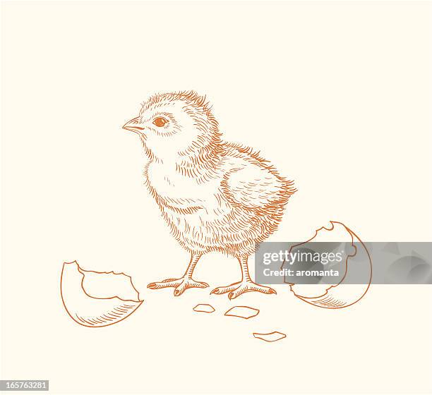 hand drawn chick hatched out of an egg - chick illustration stock illustrations