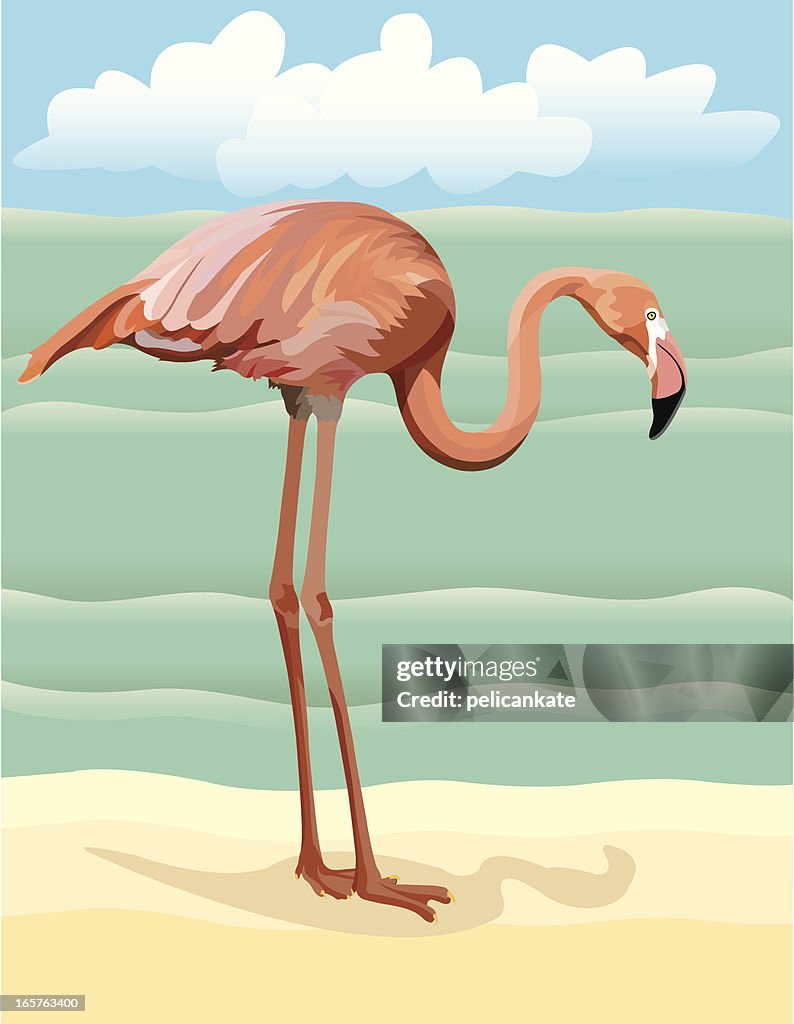 Flamingo on the Beach