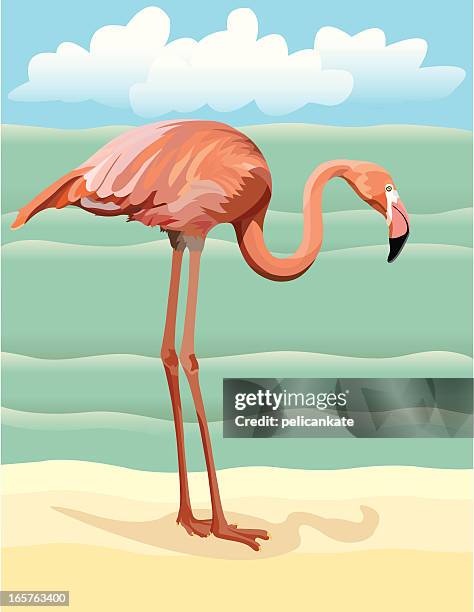 flamingo on the beach - greater flamingo stock illustrations