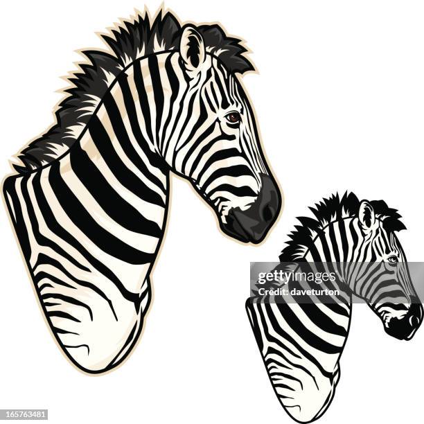 zebra - face profile stock illustrations
