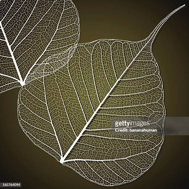 bildbanksillustrationer, clip art samt tecknat material och ikoner med transparent linden leaf - död växt
