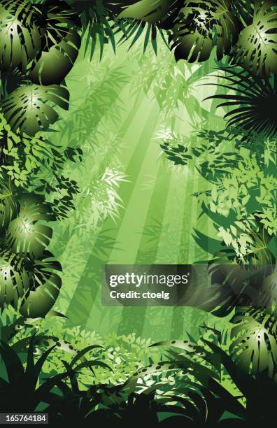 jungle - fern background stock illustrations