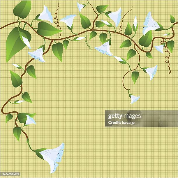 convolvulus blooming on beige checked background - tendril stock illustrations