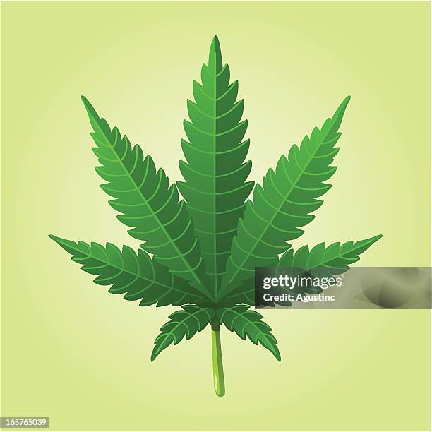 cannabis leaf - hemp leaf stock illustrations