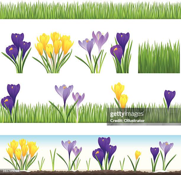 stockillustraties, clipart, cartoons en iconen met collection of grass and crocus (seamless) - krokus iris familie