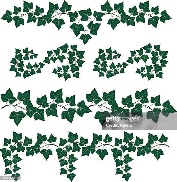 865点のツタイラスト素材 Getty Images 865点のツタイラスト素材 Getty Images