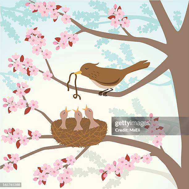 bildbanksillustrationer, clip art samt tecknat material och ikoner med bird feeding chicks in a cherry tree - fågelbo