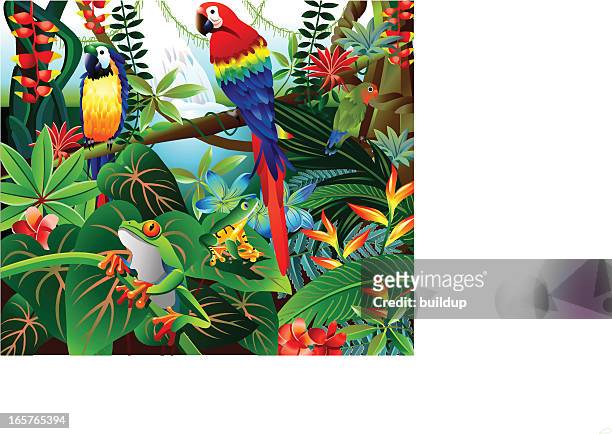 bildbanksillustrationer, clip art samt tecknat material och ikoner med tropical forest - papegoja
