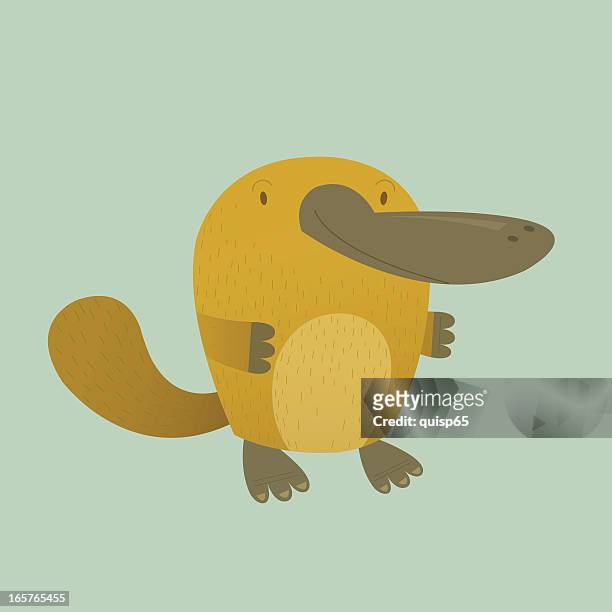 platypus - platypus stock illustrations