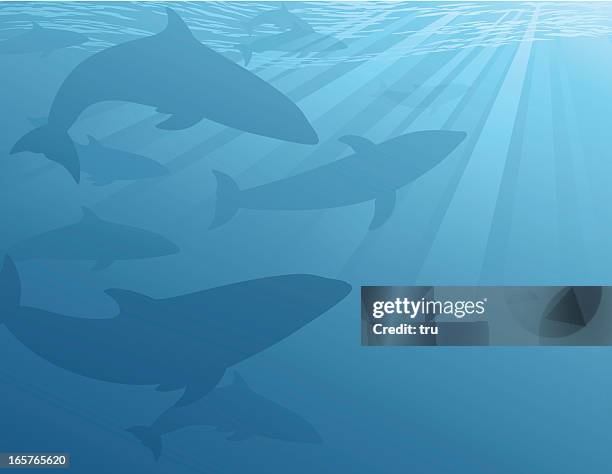 delphine unter wasser - pod group of animals stock-grafiken, -clipart, -cartoons und -symbole