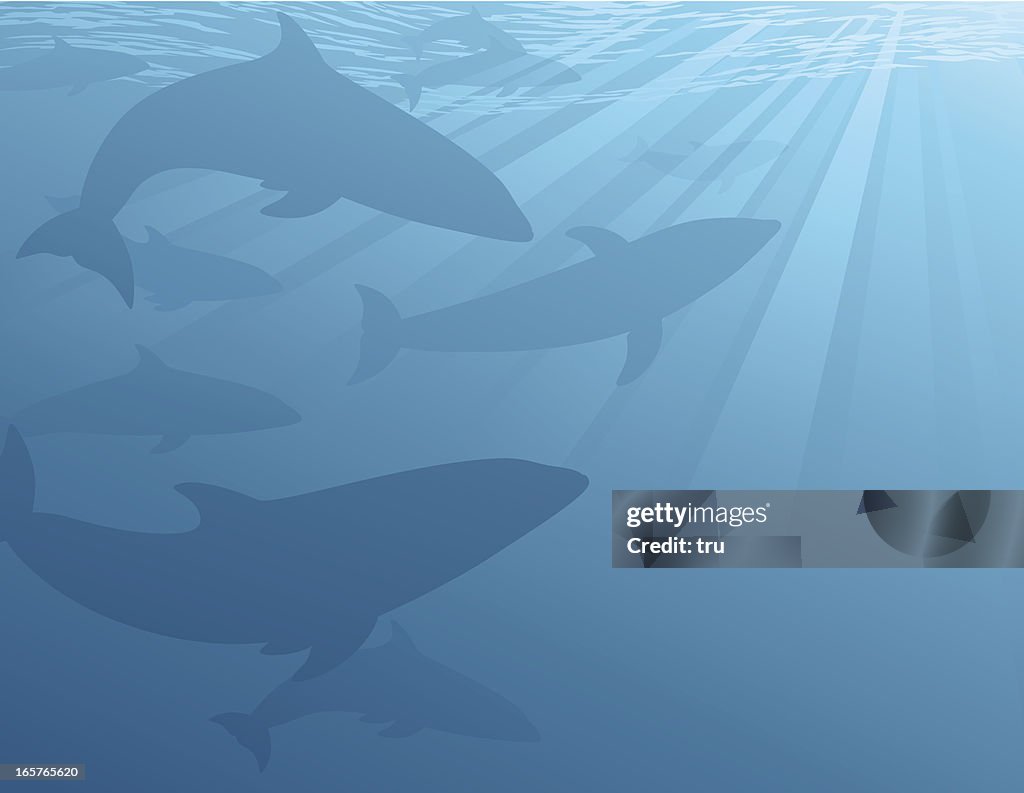 Dolphins Underwater