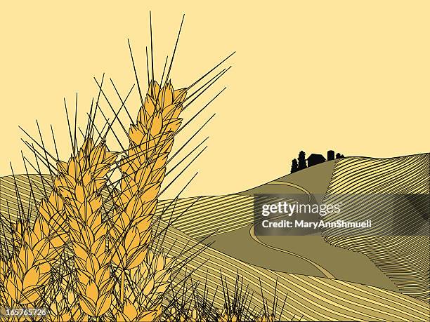 wheat fields - wheat stock illustrations