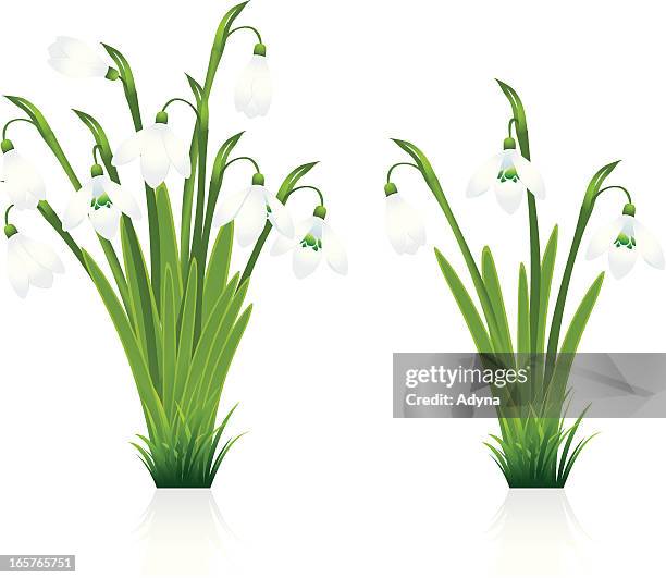 snowdrop - snowdrop stock illustrations