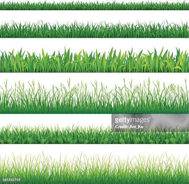 rows of different types of green grass - grass stock illustrations