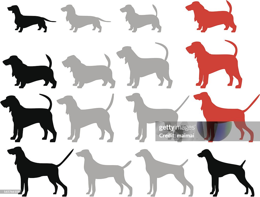 Dachshund Transformation to Pointer