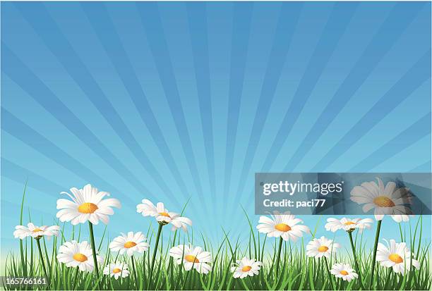 flower background - marguerite daisy stock illustrations