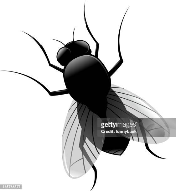 housefly - fly insect stock illustrations