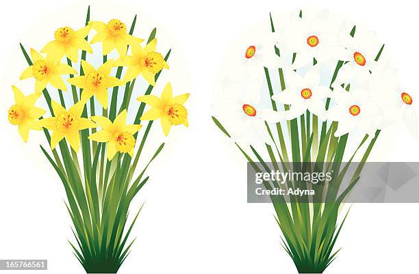 daffodil - bouquet vector stock illustrations