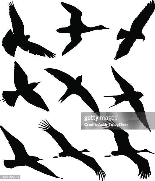 ilustraciones, imágenes clip art, dibujos animados e iconos de stock de pájaros - abejaruco