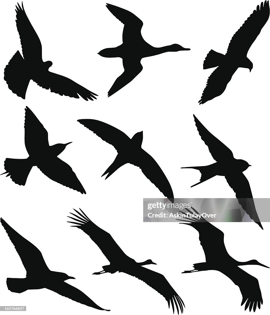 Silhouettes of flying birds against white background