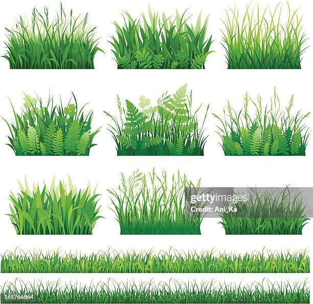 ilustraciones, imágenes clip art, dibujos animados e iconos de stock de conjunto de hierba - blade of grass