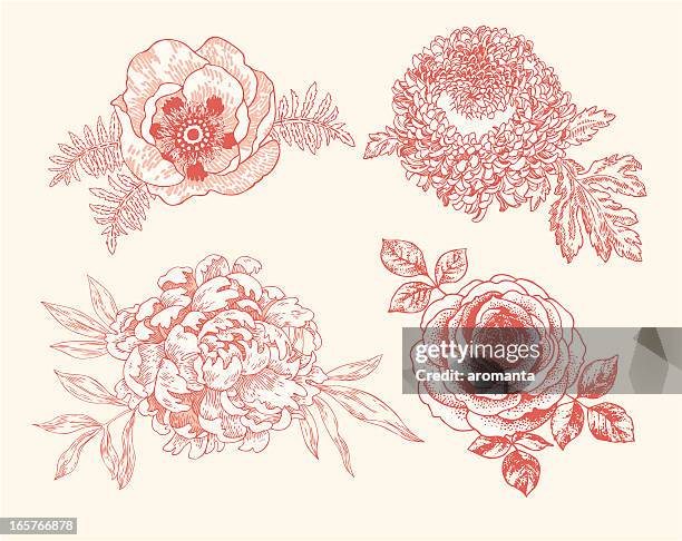floral vignettes - peony stock illustrations